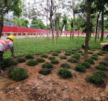 草皮种植草坪种植